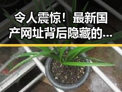 令人震惊！最新国产网址背后隐藏的秘密引发网友热议🚀